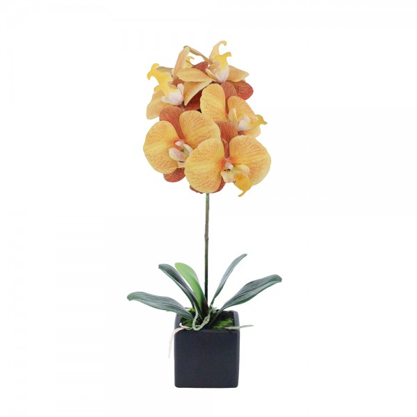 ORCHIDEA 4 ΦΥΤΟ ΣΕ ΓΛΑΣΤΡΑ ΚΙΤΡΙΝΟ/ΠΟΡΤΟΚΑΛΙ Υ63cm