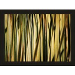 Desert Grasses I Πίνακας με Kορνίζα ξύλινη και τζάμι 80x60cm Μαύρο 