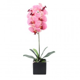 ORCHIDEA 4 ΤΕΧΝΗΤΟ ΦΥΤΟ ΣΕ ΓΛΑΣΤΡΑ ΡΟΖ/ΚΙΤΡΙΝΟ Υ63cm