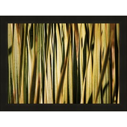 Desert Grasses I Πίνακας με Kορνίζα ξύλινη και τζάμι 80x60cm Μαύρο 