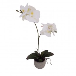 ORCHIDEA 3 PLANT IN POT WHITE D9xH48cm