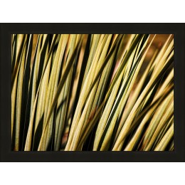 Desert Grasses II painting with black frame 80x60cm